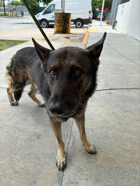 Shelter Stray Male Dog last seen Near BLOCK FISHERMAN ST, 3599 NW 79th Ave, Doral, FL 33122, USA