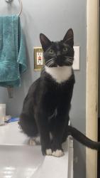 Lost Male Cat last seen Near Windingway Dr, Harrison, OH 45030