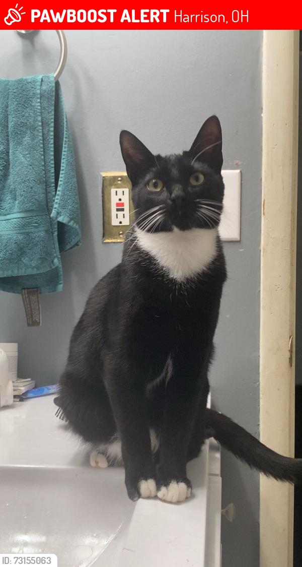 Lost Male Cat last seen Near Windingway Dr, Harrison, OH 45030