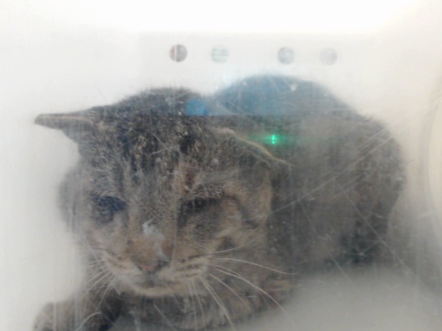Shelter Stray Male Cat last seen , 4704 Corporation Dr, Fayetteville, NC 28306, USA