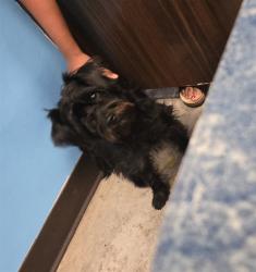 Shelter Stray Male Dog last seen BACHELORE ST BAKERSFIELD, 201 S Mt Vernon Ave, Bakersfield, CA 93307, USA