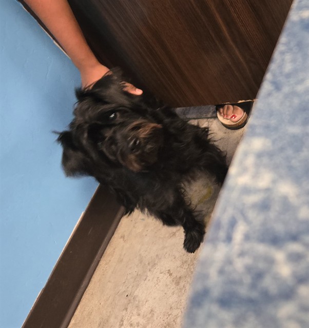 Shelter Stray Male Dog last seen BACHELORE ST BAKERSFIELD, 201 S Mt Vernon Ave, Bakersfield, CA 93307, USA