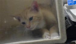 Shelter Stray Male Cat last seen Near BLOCK CUMBERLAND RD, FAYETTEVILLE NC 28306, 4704 Corporation Dr, Fayetteville, NC 28306, USA