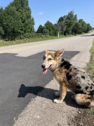 Shelter Stray Unknown Dog last seen Near BLOCK SE 29TH ST, 2811 SE 29th St, Oklahoma City, OK 73129, USA