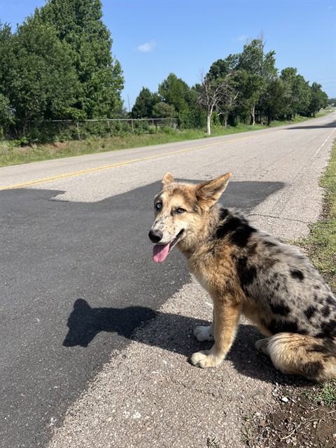 Shelter Stray Female Dog last seen Near BLOCK SE 29TH ST, 2811 SE 29th St, Oklahoma City, OK 73129, USA
