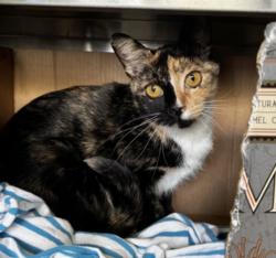 Shelter Stray Female Cat last seen , 1850 W 60th St, Los Angeles, CA 90047, USA