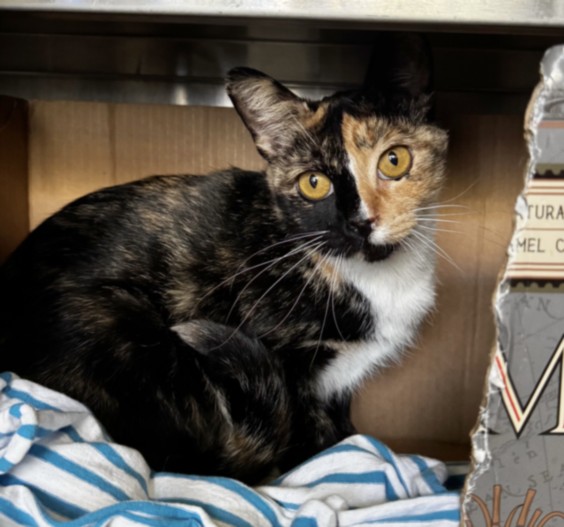 Shelter Stray Female Cat last seen , 1850 W 60th St, Los Angeles, CA 90047, USA
