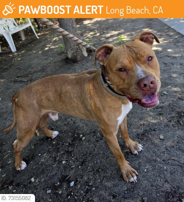 Found/Stray Male Dog last seen Near N Studebaker Rd, Long Beach, CA 90815, Long Beach, CA 90815