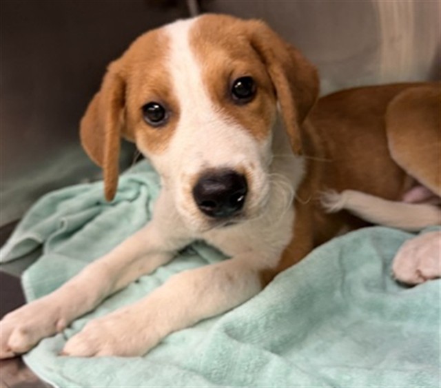 Shelter Stray Male Dog last seen SW 89TH AND PENN, 2811 SE 29th St, Oklahoma City, OK 73129, USA
