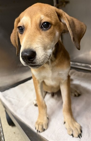 Shelter Stray Unknown Dog last seen SW 89TH AND PENN, 2811 SE 29th St, Oklahoma City, OK 73129, USA