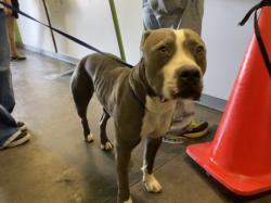 Shelter Stray Female Dog last seen , 1850 W 60th St, Los Angeles, CA 90047, USA