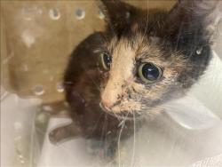 Shelter Stray Female Cat last seen , 1850 W 60th St, Los Angeles, CA 90047, USA