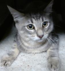 Shelter Stray Unknown Cat last seen Near BLOCK SW 37TH ST OKC, 2811 SE 29th St, Oklahoma City, OK 73129, USA