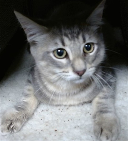 Shelter Stray Unknown Cat last seen Near BLOCK SW 37TH ST OKC, 2811 SE 29th St, Oklahoma City, OK 73129, USA