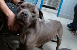 Shelter Stray Male Dog last seen Near BLOCK LOS VOLCANES, 11800 Sunset Gardens Rd SW, Albuquerque, NM 87121, USA