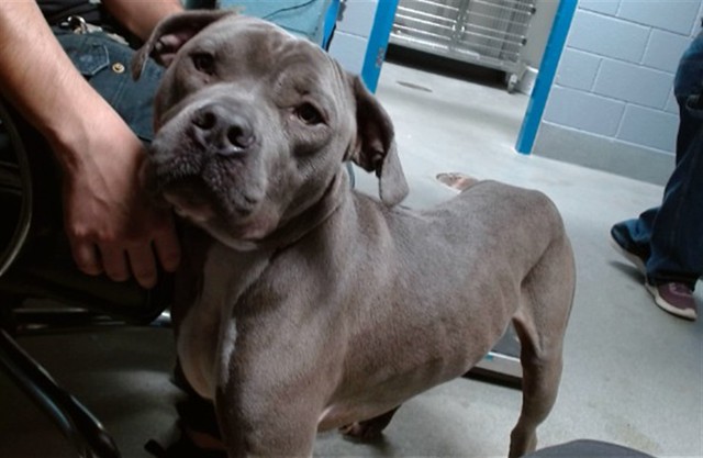 Shelter Stray Male Dog last seen Near BLOCK LOS VOLCANES, 11800 Sunset Gardens Rd SW, Albuquerque, NM 87121, USA