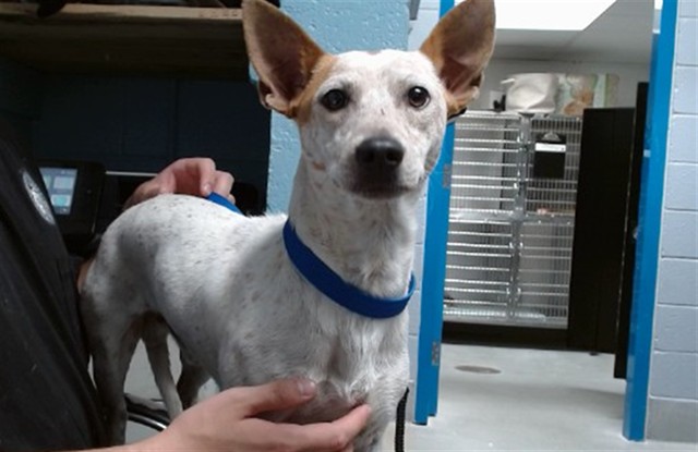 Shelter Stray Male Dog last seen CAMINO DEL PUEBLO, 11800 Sunset Gardens Rd SW, Albuquerque, NM 87121, USA