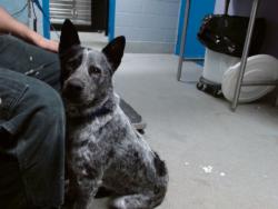 Shelter Stray Female Dog last seen Near BLOCK PLAZA CONZUELO, 11800 Sunset Gardens Rd SW, Albuquerque, NM 87121, USA