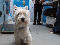 Shelter Stray Female Dog last seen GRIEGOS, 11800 Sunset Gardens Rd SW, Albuquerque, NM 87121, USA