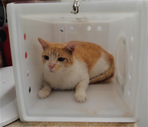Shelter Stray Unknown Cat last seen Near BLOCK RIVERSIDE, 3001 2nd St SW, Albuquerque, NM 87105, USA