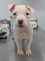 Shelter Stray Female Dog last seen Near BLOCK W CHICAGO AVE DETROIT, MI 48227, 7401 Chrysler Dr, Detroit, MI 48211, USA
