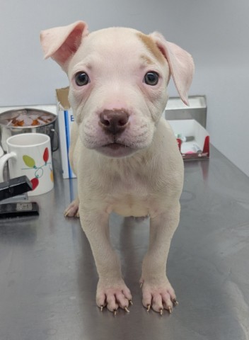 Shelter Stray Female Dog last seen Near BLOCK W CHICAGO AVE DETROIT, MI 48227, 7401 Chrysler Dr, Detroit, MI 48211, USA