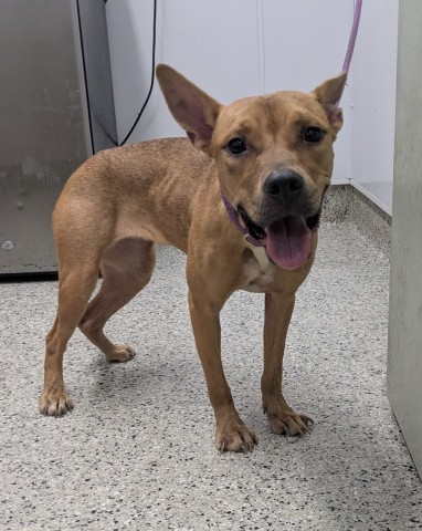 Shelter Stray Female Dog last seen Near BLOCK LELAND ST, DETROIT MI 48207, 7401 Chrysler Dr, Detroit, MI 48211, USA