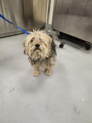 Shelter Stray Male Dog last seen Near BLOCK STATE STREET A, SAN JACINTO, CA 92583, 581 S Grand Ave, San Jacinto, CA 92582, USA