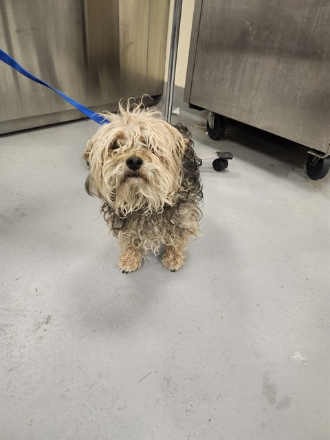 Shelter Stray Male Dog last seen Near BLOCK STATE STREET A, SAN JACINTO, CA 92583, 581 S Grand Ave, San Jacinto, CA 92582, USA