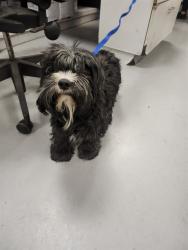 Shelter Stray Male Dog last seen Near BLOCK STATE STREET A, SAN JACINTO, CA 92583, 581 S Grand Ave, San Jacinto, CA 92582, USA