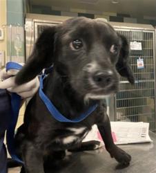 Shelter Stray Male Dog last seen Near BLOCK STATE STREET A, SAN JACINTO, CA 92583, 581 S Grand Ave, San Jacinto, CA 92582, USA