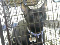 Shelter Stray Female Cat last seen HOLWORTHY WAY/ GALBREATH DR, 95842, 3839 Bradshaw Rd, Sacramento, CA 95827, USA