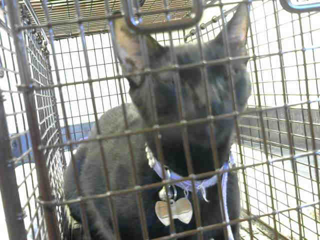 Shelter Stray Female Cat last seen HOLWORTHY WAY/ GALBREATH DR, 95842, 3839 Bradshaw Rd, Sacramento, CA 95827, USA