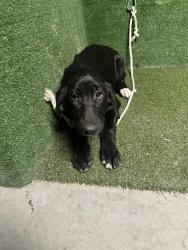 Shelter Stray Female Dog last seen , 5210 W Ave I, Lancaster, CA 93536, USA