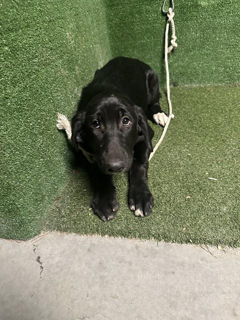 Shelter Stray Female Dog last seen , 5210 W Ave I, Lancaster, CA 93536, USA