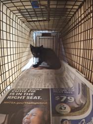 Shelter Stray Unknown Cat last seen Near BLOCK SW 38 CT, WEST PARK FL 33023, 2400 SW 42nd St, Fort Lauderdale, FL 33312, USA