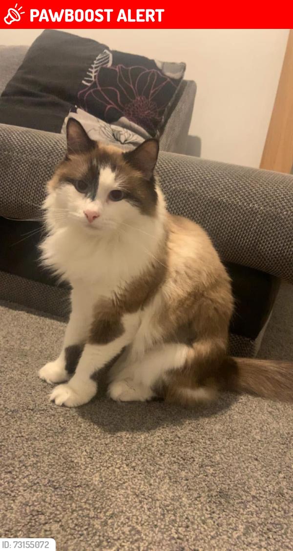Lost Male Cat last seen Timperley the grange, Timperley, England WA15 6DT