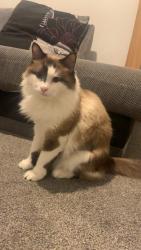 Lost Male Cat last seen Timperley the grange, Timperley, England WA15 6DT