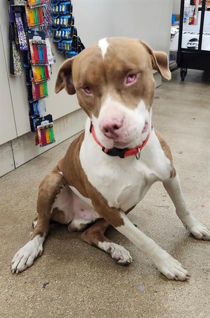 Shelter Stray Male Dog last seen Near BLOCK CULEBRA, 4710 TX-151, San Antonio, TX 78227, USA
