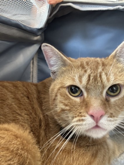 Shelter Stray Male Cat last seen , 11361 W Pico Blvd, Los Angeles, CA 90064, USA