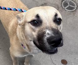 Shelter Stray Male Dog last seen , 4000 N Silverbell Rd, Tucson, AZ 85745, USA