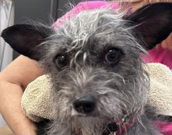 Shelter Stray Female Dog last seen , 4000 N Silverbell Rd, Tucson, AZ 85745, USA