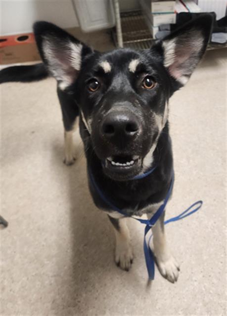 Shelter Stray Male Dog last seen Near BLOCK BRIMHALL RD, BAKERSFIELD CA 93312, 3951 Fruitvale Ave, Bakersfield, CA 93308, USA