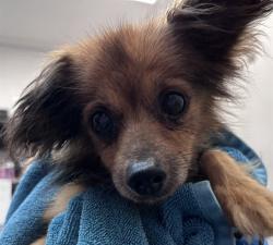 Shelter Stray Male Dog last seen , 4000 N Silverbell Rd, Tucson, AZ 85745, USA