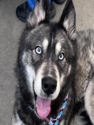 Shelter Stray Male Dog last seen , 4000 N Silverbell Rd, Tucson, AZ 85745, USA