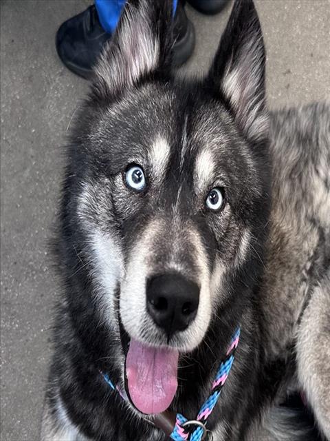 Shelter Stray Male Dog last seen , 4000 N Silverbell Rd, Tucson, AZ 85745, USA