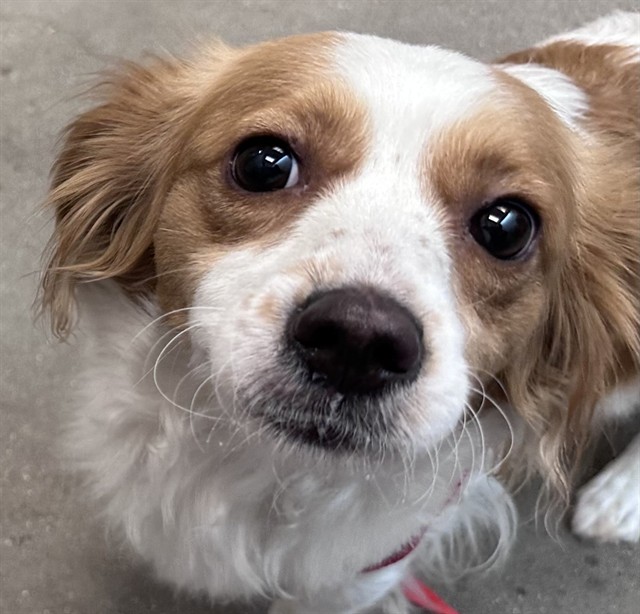 Shelter Stray Female Dog last seen , 4000 N Silverbell Rd, Tucson, AZ 85745, USA