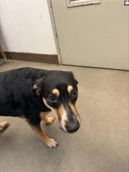 Shelter Stray Female Dog last seen , 4000 N Silverbell Rd, Tucson, AZ 85745, USA