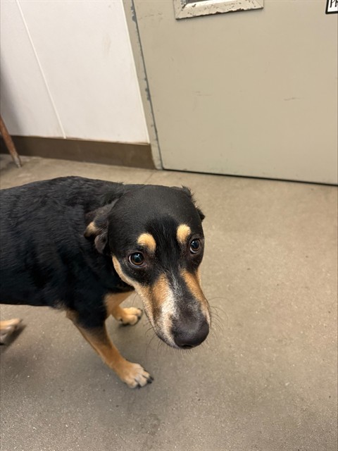 Shelter Stray Female Dog last seen , 4000 N Silverbell Rd, Tucson, AZ 85745, USA