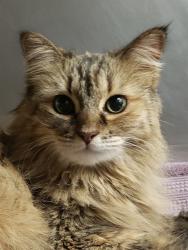 Shelter Stray Female Cat last seen , 4000 N Silverbell Rd, Tucson, AZ 85745, USA